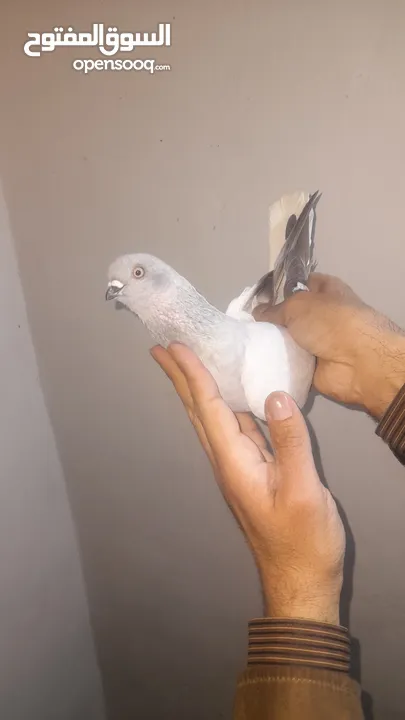 ازواج حمام للبيع