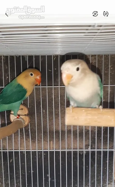 love birds and fischers breeders with cage and nest box