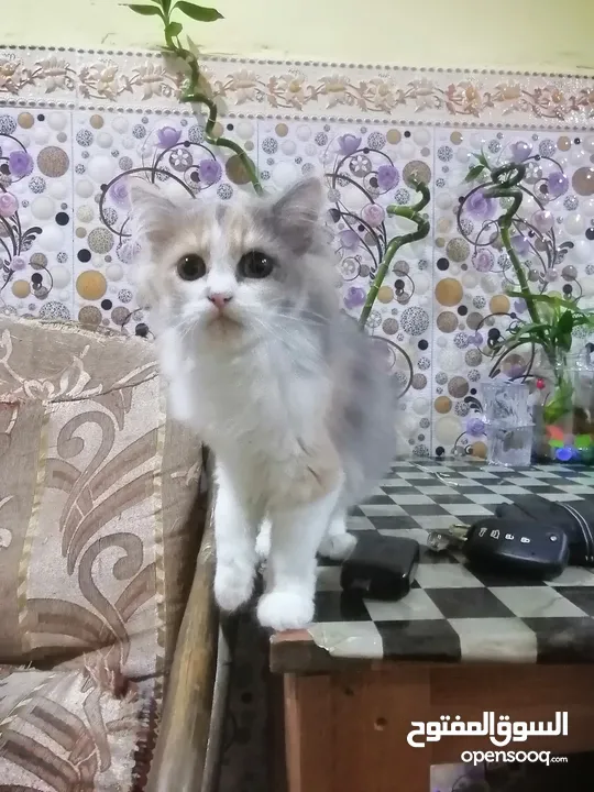 قطة شيرازية للبيع