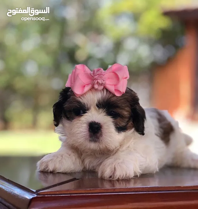 CUTE SHIHTZU SHOW LINE HEALTHY PUPPIES