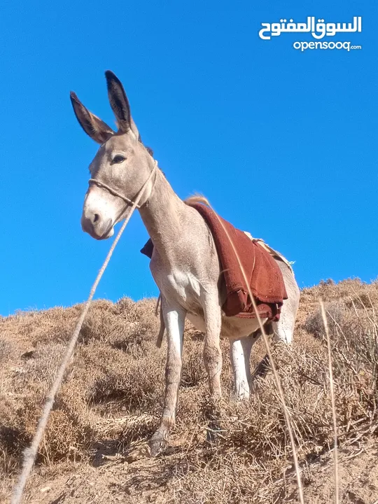 جحشه غنم عمرها سنتين ونص ومعاها جحشه عمرها 25 يوم