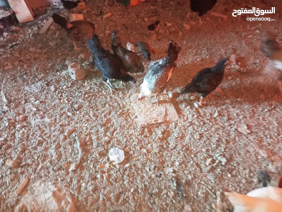السلام عليكم،دجاج بلدي بياض للبيع،عمر سنه سعر الحبه 8 دنانير، صحه ونظافه،الموقع جرش دير الليات،