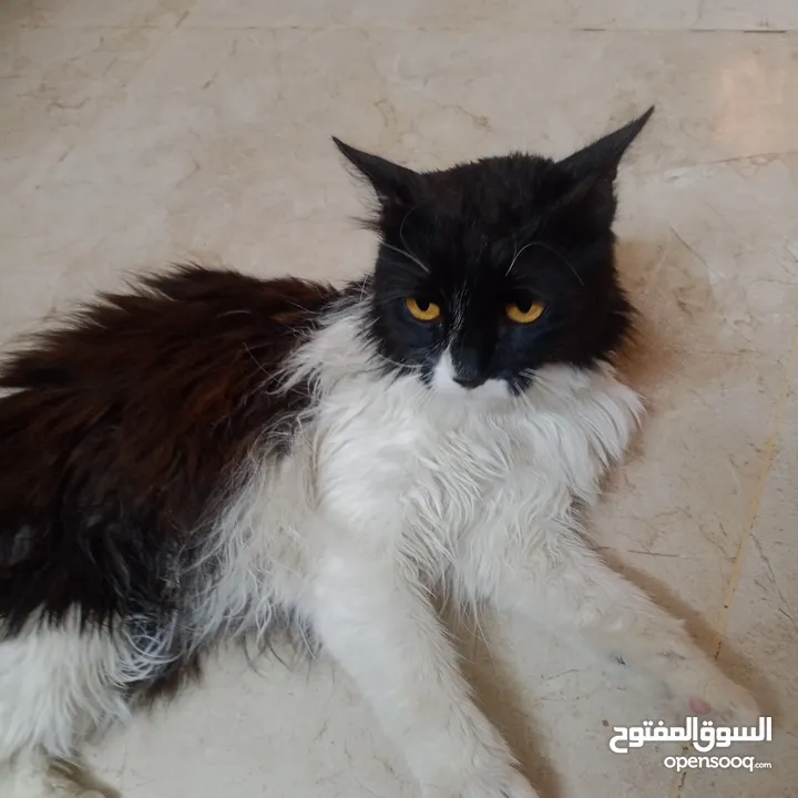 قطه ذكر نوع بيرشن اليف ترب