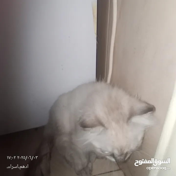 قط هاملاي ذكر للبيع