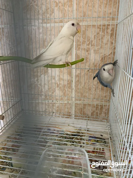 2 albino 2 opline love birds