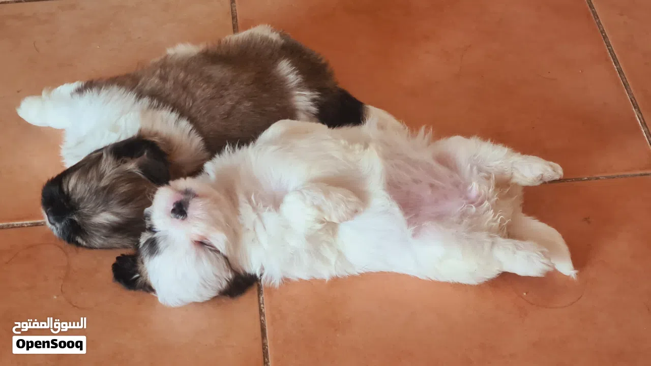 1 month old female puppies for sale