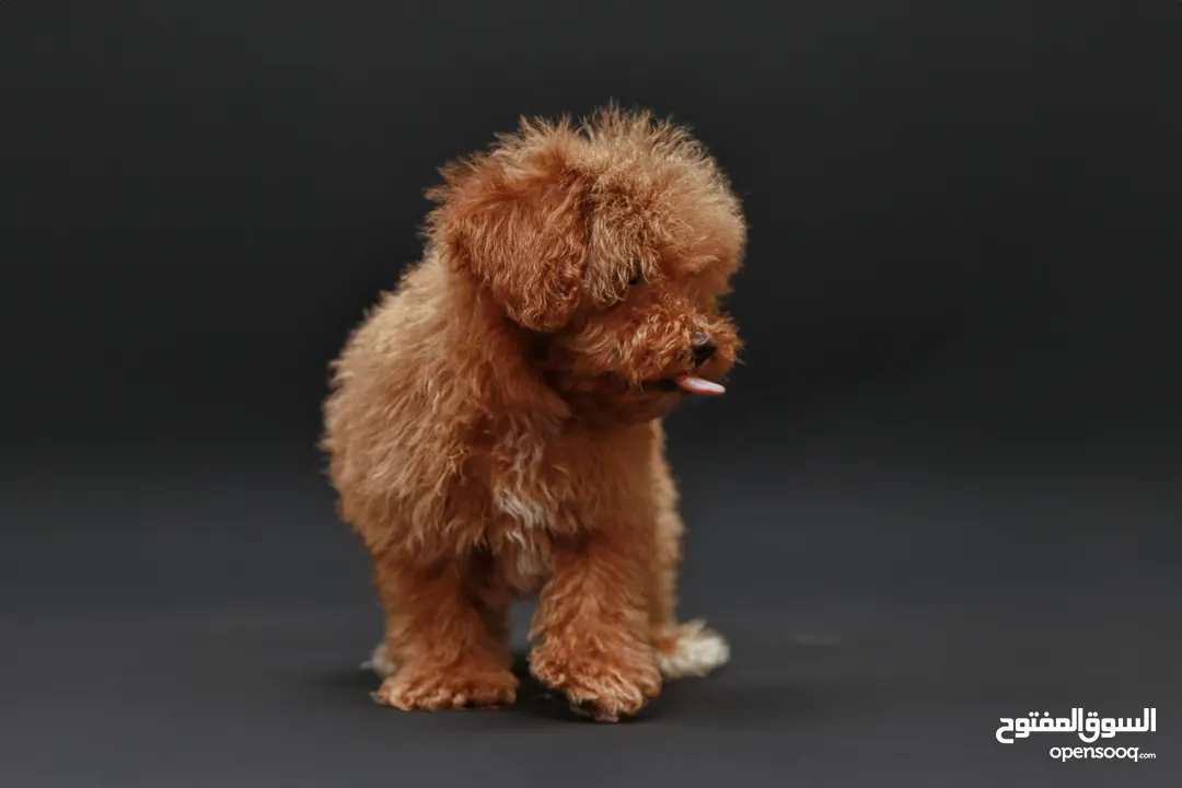 Teacup Poodle