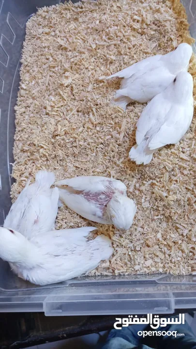 يتوفر لدينا مجموعه انواع طيور اليفه  دره اليف  لوري اليف  كوكتيل اليف  روز اليف  حب اليف