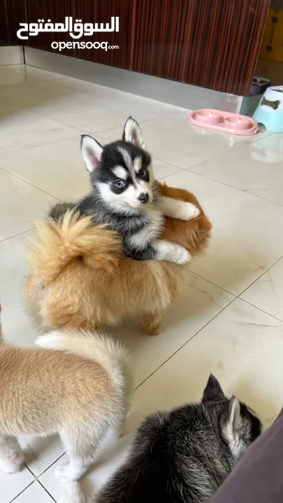 Teacup Pomsky puppies