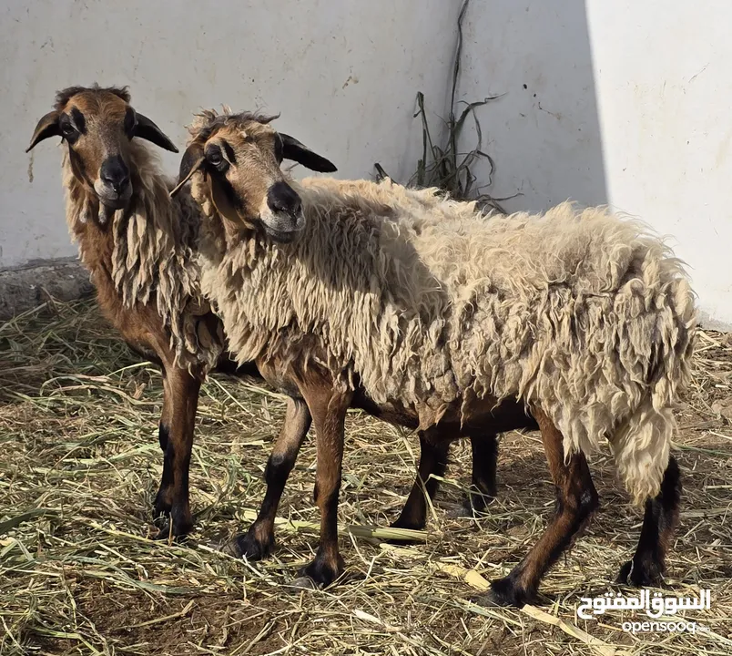 جعد عمانيات فلقت شكول وعشرات العدد 2