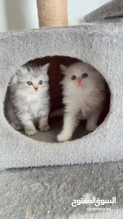 Moon face kittens