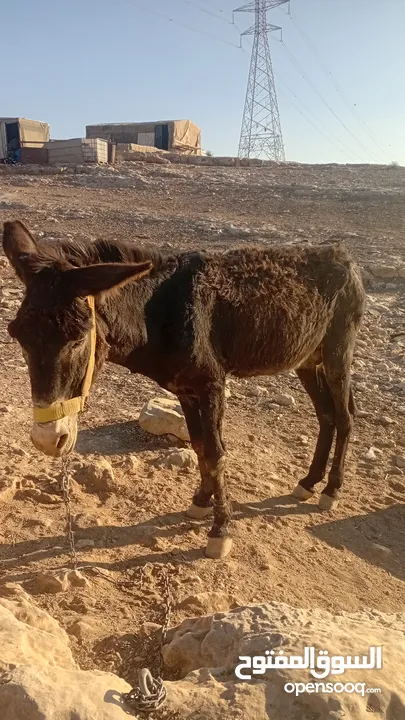 حمار غنم هادي