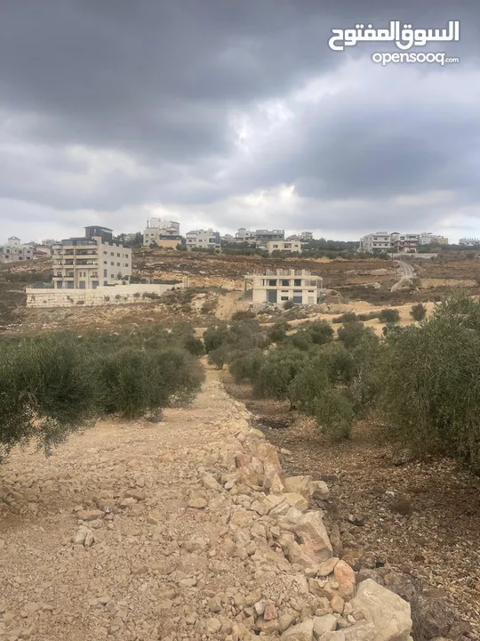 دونم ارض في قوصين قرب الجاردنز