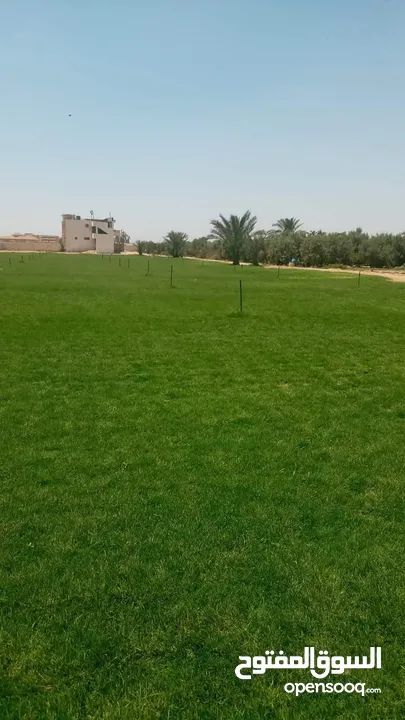 نجيل طبيعي وصناعي