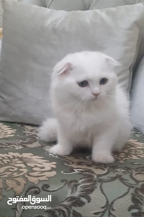 Scottish fold, pretty good and ready for new home