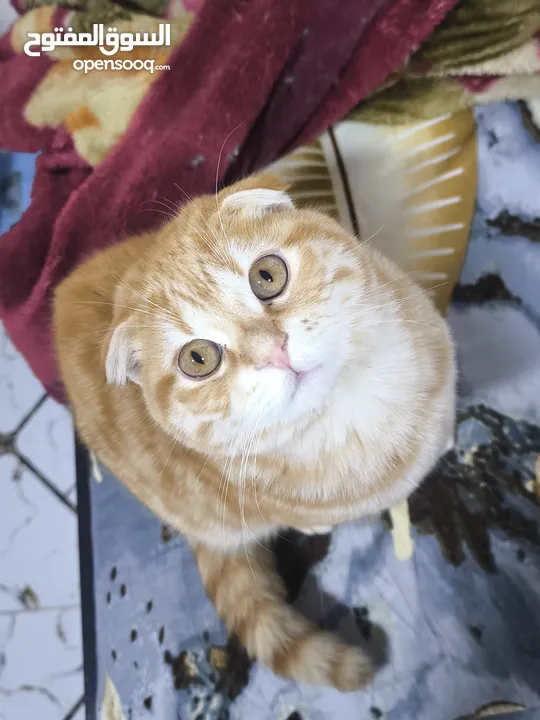 سكوتش فولد تابي Orange Tabby