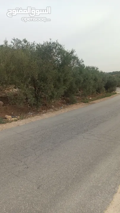 القبة الذهبية اراضي بلعا دير الغصون