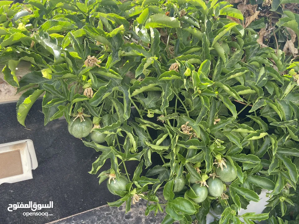 مزرعة و شاليه مميزة للبيع في منطقة الكمشة - الزرقاء