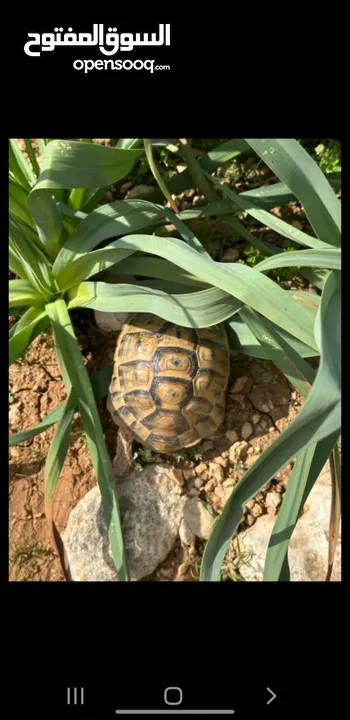 جوز سلاحف ذكر وانثى