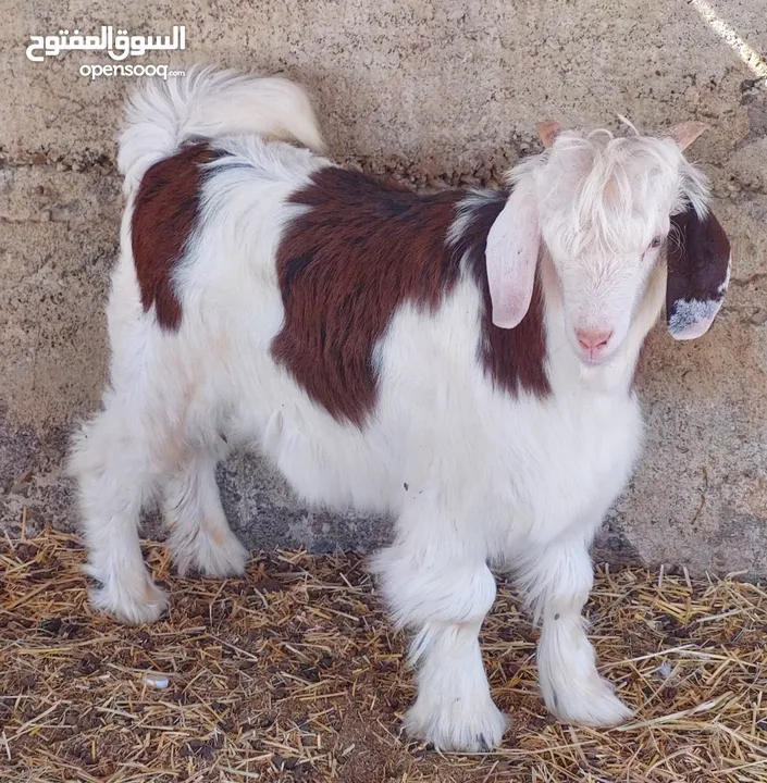 ماشاءالله تبارك الرحمن للبيع مفرد او جمله أغنام من حلال الرحوب الفاخر معرفات مستوى قوي للتربيه