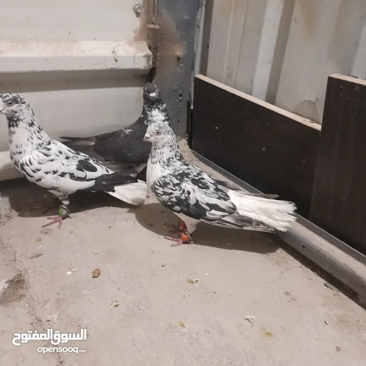 حمام للبيع جواج الجوز 10