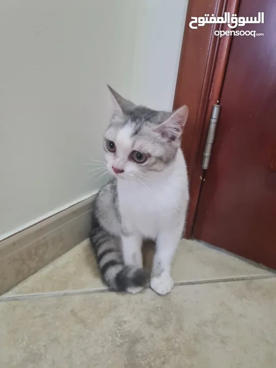 Adorable 8-Month-Old British Shorthair Male Cat