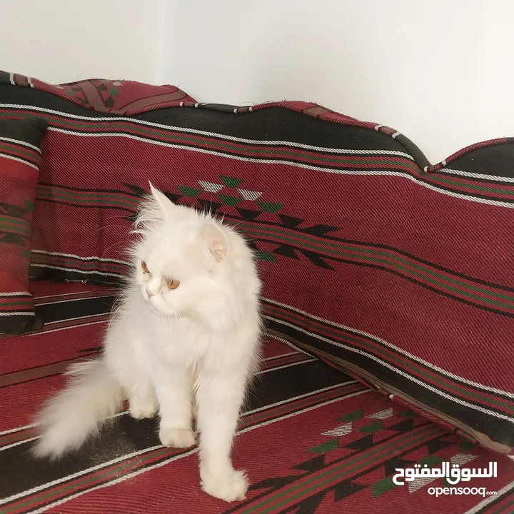بسم الله ما شاء الله متاح بسه مع ولدها النوع شيرازي عمر البس الكبيره سنه وعمر ابنها شهرين ماخذين جمي