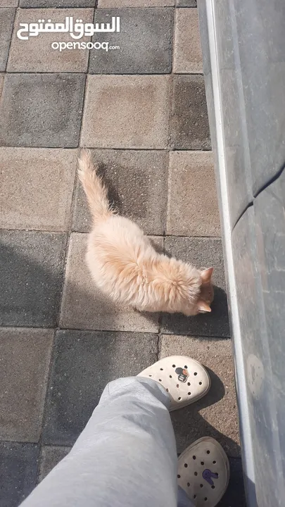 siberian male cat