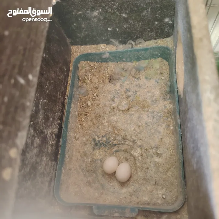 طيور حب عصافير حب