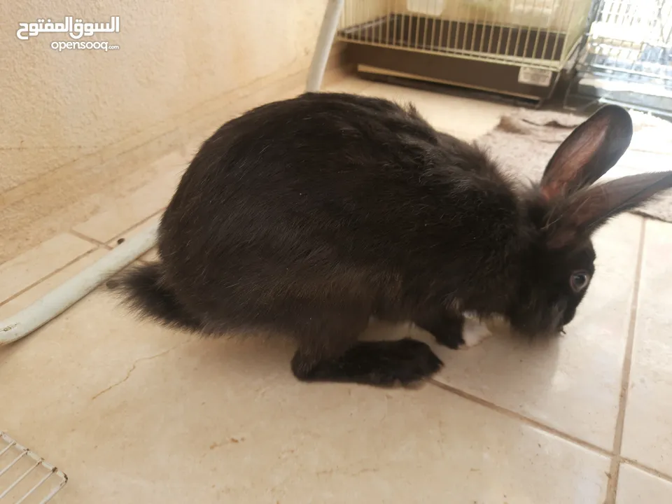 ارانب  lion head ذكور نوعهم راس الاسد Rabbits