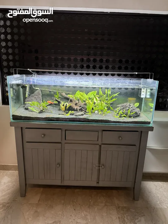 Fish tank with natural plants landscaping