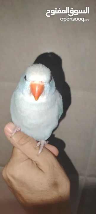 طير دره لون مميز اليف جدا وذكي متكلم زق يدوي