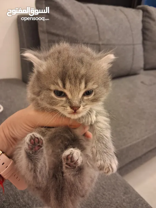 قطط هملايا صغيره شهرين للبيع 25 دينار واحده