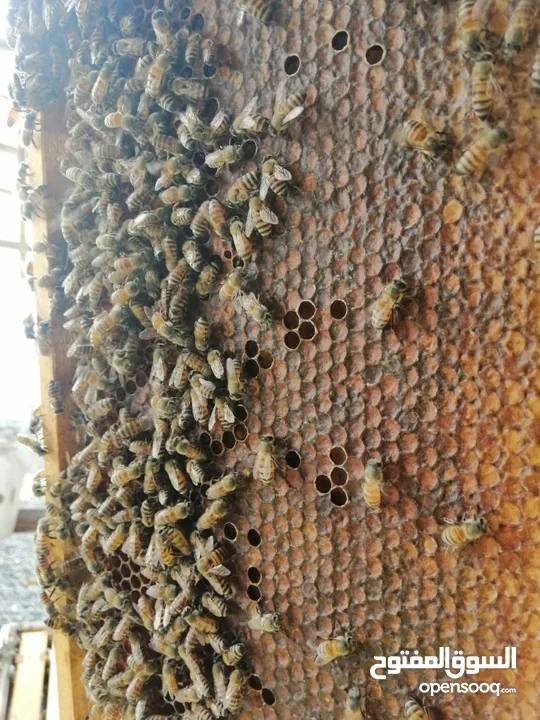 مناحل بروق الجزيرة.  لبيع العسل