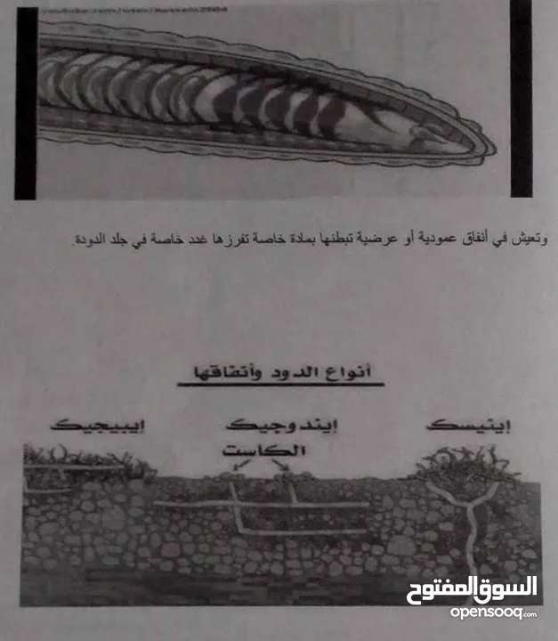 دود فيرمي كومبوست خليط بين دود الريدويجلر ودود التايجر وورم
