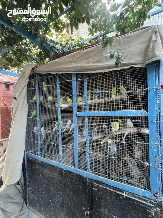 طيور حب جواز بداية خيرها ، حبات كلها انتاج بلدي بفضل الله