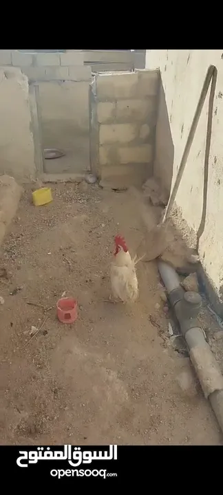 جاج بلدي للبيع