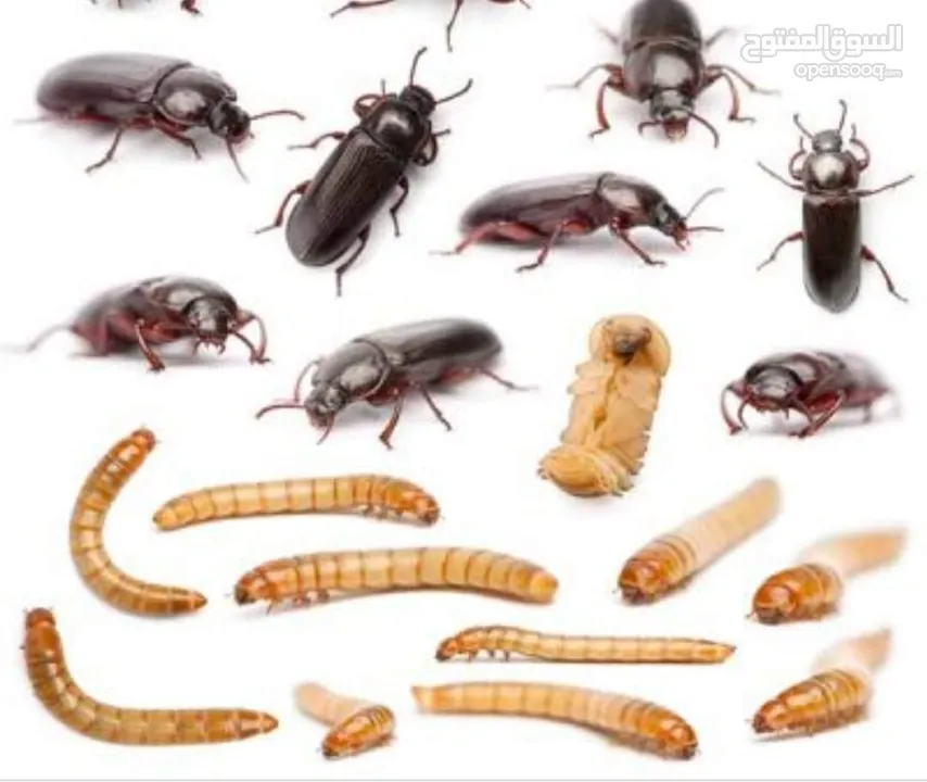 يرقات دود القبابي حي ميلوورم mealworm غذاء ممتاز بروتين حيواني لا يسبب التشحيم للطيور والاسمام