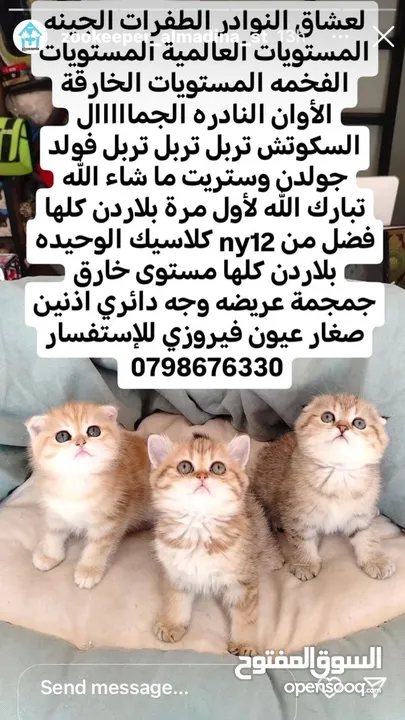 قطط مستويات عالمية ألوان فخمه جولدنات بلوات