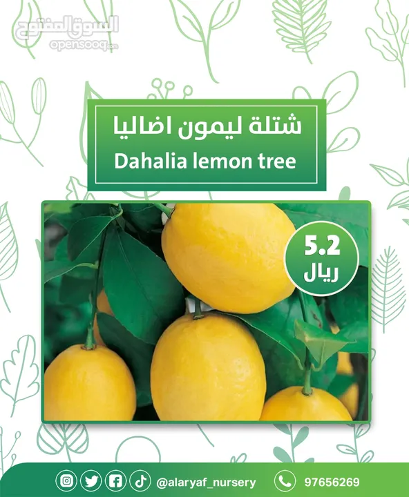 شتلات وأشجار الليمون لیموں من مشتل الأرياف  أسعار منافسة  الأفضل في السوق