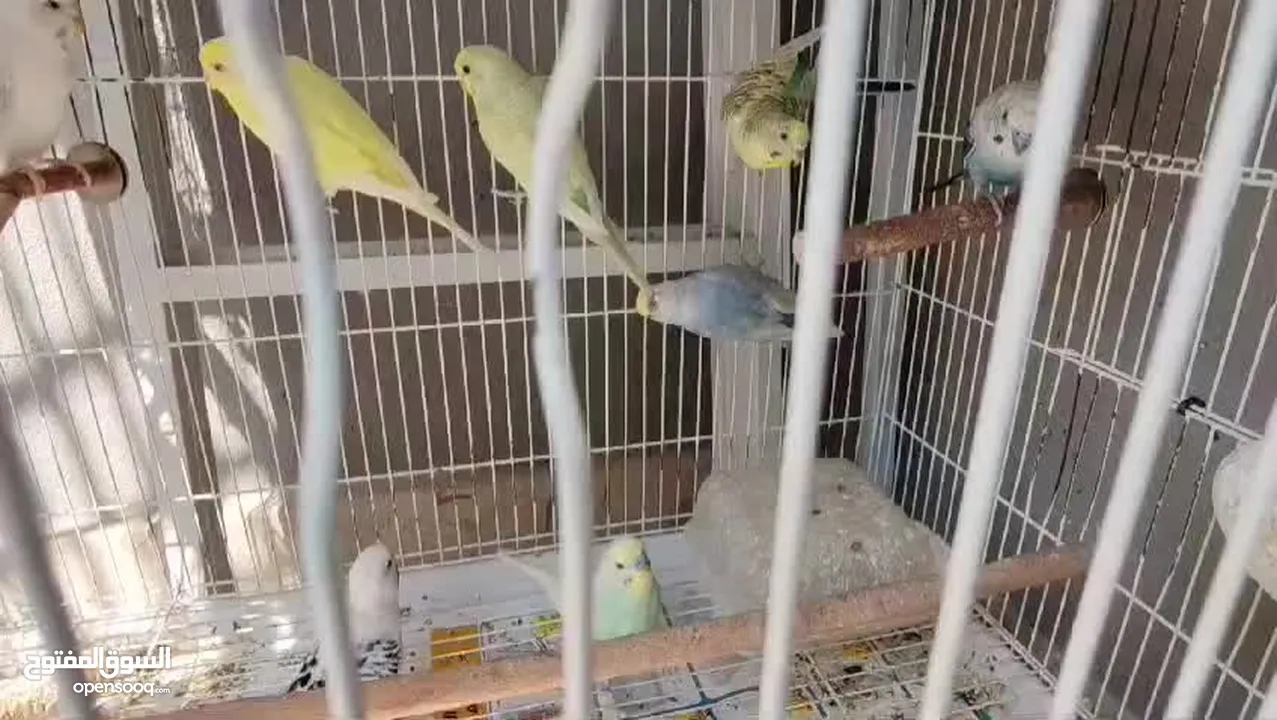 Multiple budgies for new home