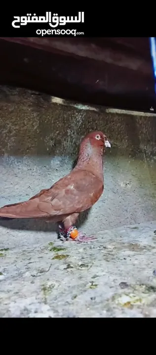 حمام للبيع فحول زق وجوز بواز