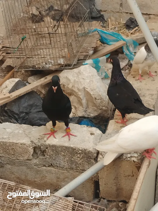 جوز سلفر مع فراخهم