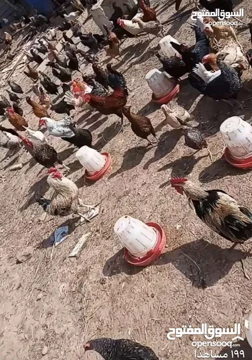 متوفر بيض بلدي مخصب كميات