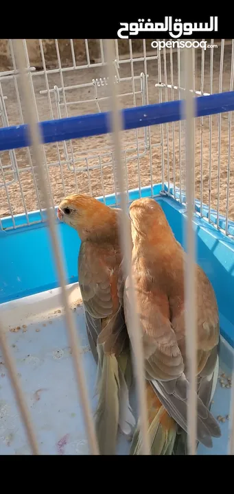 فرخين رد رام براكيت فطم جديد