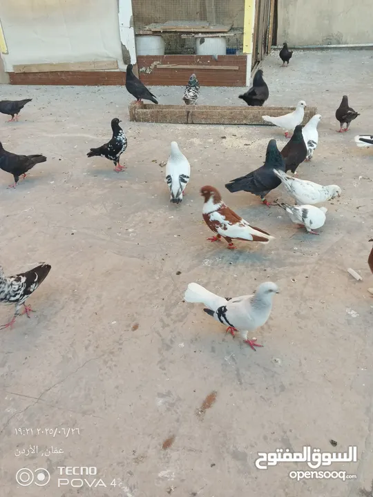كوم 30 حبة تنضيف سطح جواز فحول طواير فراخ