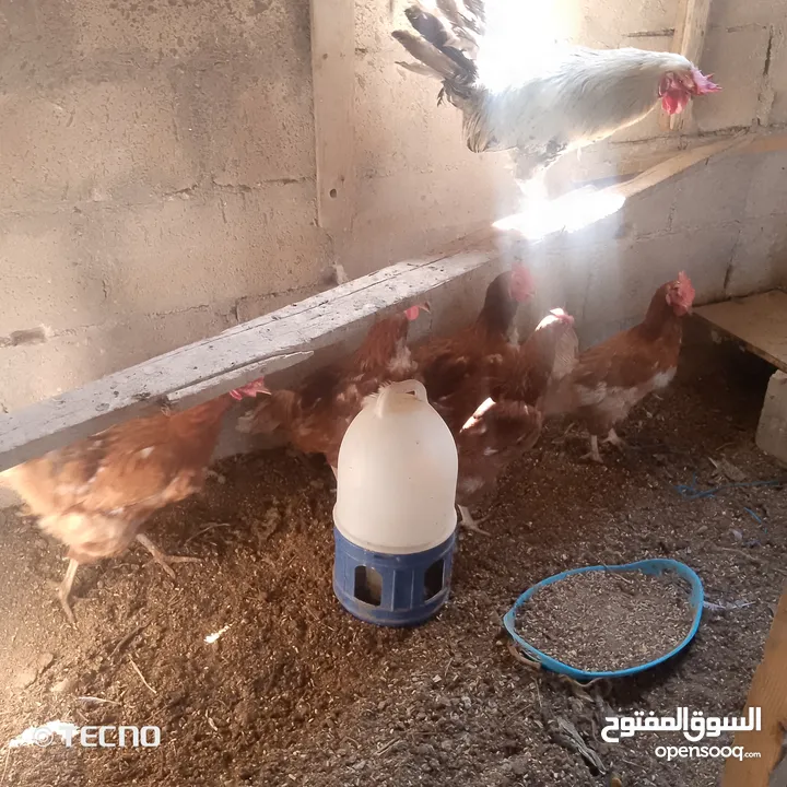 خمس جاجات وديك نخب بياضات