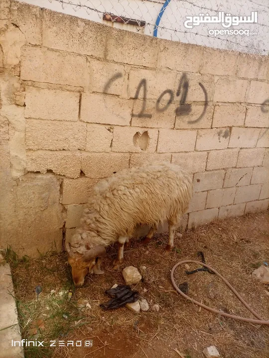 لحم ومقنوي سن جمع مطلوب فيه 160