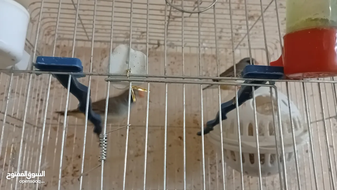 جوزين فنجز