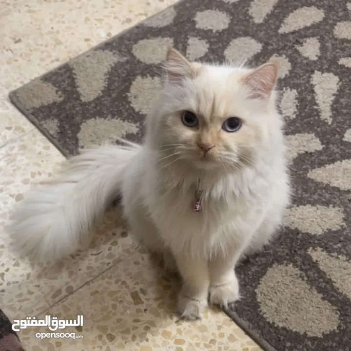 شيرازي للبيع عمرها سنة وشوي سعرها 600(قابل للتفاوض المعقول) اجتماعية وبترد عصحابها ومتعودة عالحمام